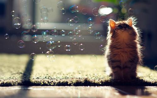 男生好看头像小猪佩奇14