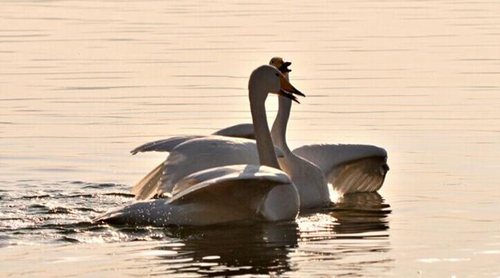 巅峰盛典 中文连版串烧