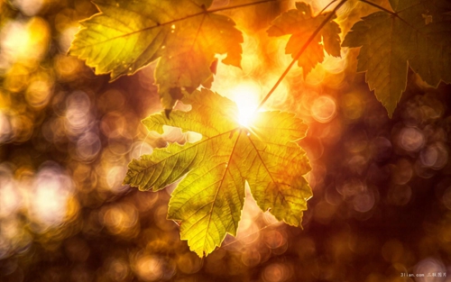 皮皮虾去成都 中文连版串烧