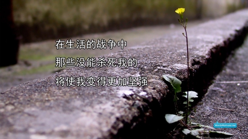 十二大美女串烧dj大碟