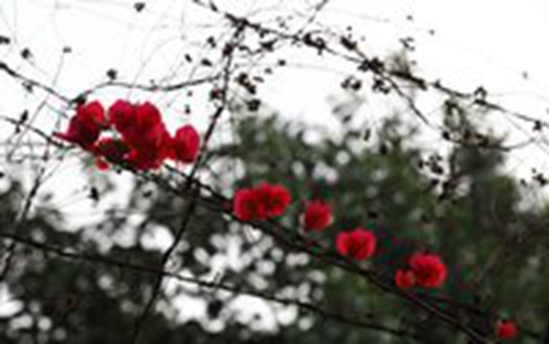 鱼缸里的鱼经典说说